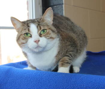 Rescue Domestic Short Hair and Tabby Cats for Adoption in Prattville, Alabama - Sasha - 26949 | PetCurious