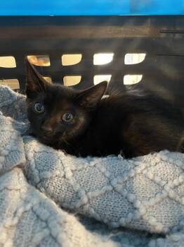 GIANNA -  Domestic Short Hair Cat for Adoption in Palmetto, Florida - GIANNA | PetCurious