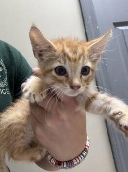 Blaze -  Domestic Short Hair Cat for Adoption in Conway, Arkansas - Blaze | PetCurious