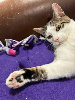 Domestic Short Hair Cats Available for Adoption - Taka | PetCurious