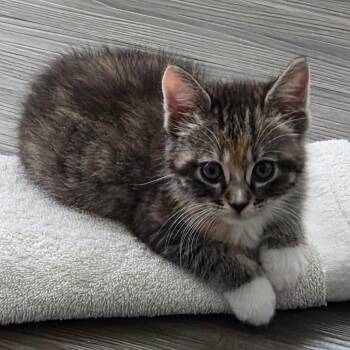 Largo -  Domestic Short Hair Cat Available for Adoption in Gainesville, Florida - Largo | PetCurious
