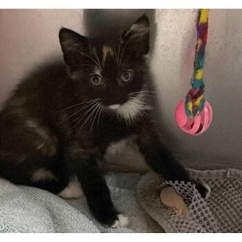Zigzag Snake 12 -  Domestic Short Hair Cat for Adoption in Austin, Texas - Zigzag Snake 12 | PetCurious