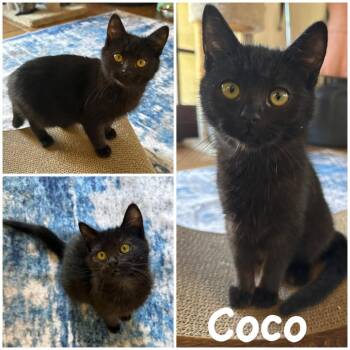 Domestic Short Hair Cats Available for Adoption - Coco | PetCurious