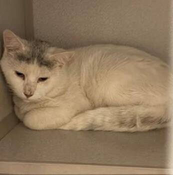 Rory -  Domestic Short Hair Cat Available for Adoption in Mason City, Iowa - Rory | PetCurious