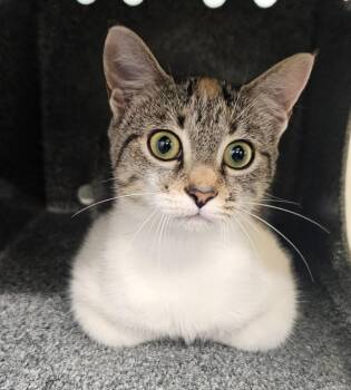 Butterscotch -  Domestic Short Hair Cat for Adoption in Athens, Tennessee - Butterscotch | PetCurious