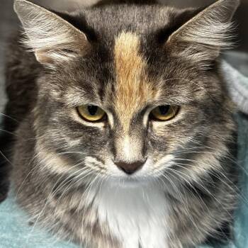 Maggie -  Domestic Medium Hair Cat for Adoption in Chicago, Illinois - Maggie | PetCurious