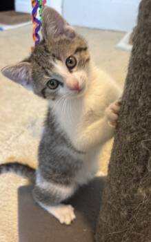 Domestic Short Hair Cats Available for Adoption in Rochester, Indiana - Violet | PetCurious