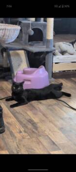 Domestic Short Hair Cats Available for Adoption in Metamora, Illinois - Chunk | PetCurious