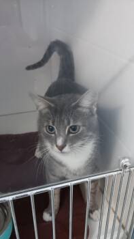 Domestic Short Hair Cats Available for Adoption - Minnie | PetCurious