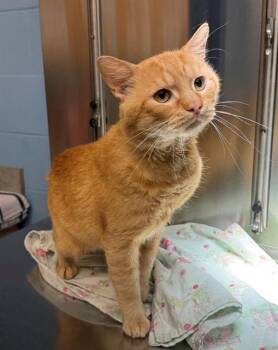 DARON -  Domestic Short Hair Cat for Adoption in Minneapolis, Minnesota - DARON | PetCurious