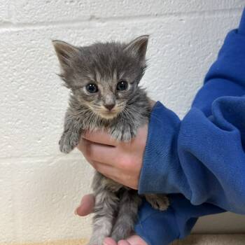 Rescue Domestic Medium Hair Cats for Adoption in Lyndhurst, Virginia - SVAS-Stray-37877 | PetCurious