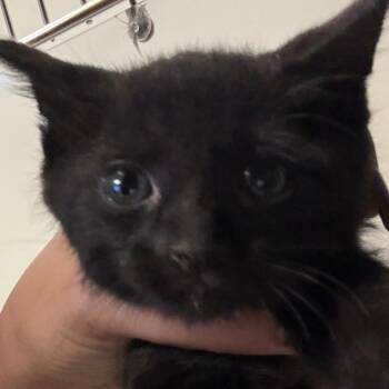 Eileen - 050710U -  Domestic Short Hair Cat for Adoption in Tupelo, Mississippi - Eileen - 050710U | PetCurious
