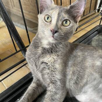 Domestic Short Hair Cats Available for Adoption in Franklin, Massachusetts - Stormy | PetCurious