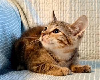 Stormy -  Domestic Short Hair Cat for Adoption in New York, New York - Stormy | PetCurious