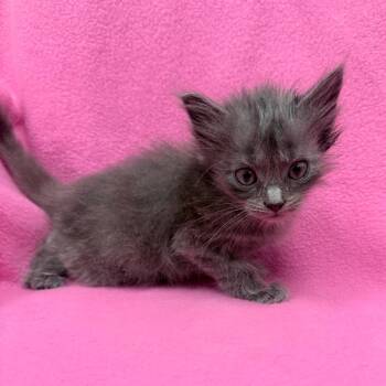 Dinghy -  Domestic Medium Hair Cat for Adoption in Jupiter, Florida - Dinghy | PetCurious