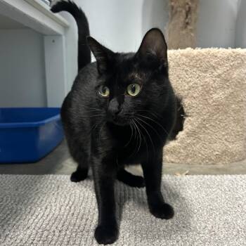 Obsidian -  Domestic Short Hair Cat for Adoption in Mission, British Columbia - Obsidian | PetCurious