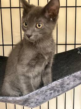 Laenor -  Russian Blue Cat for Adoption in Lunenburg, Massachusetts - Laenor | PetCurious