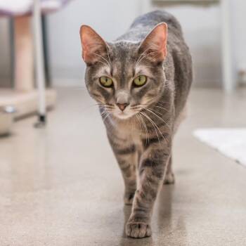 Domestic Short Hair Cats Available for Adoption in Los Angeles, California - Bon Bon | PetCurious