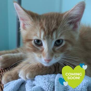 Knicks -  Domestic Short Hair Cat for Adoption in Chicago, Illinois - Knicks | PetCurious