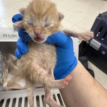 Domestic Short Hair Cats Available for Adoption in Indianapolis, Indiana - Toulouse | PetCurious