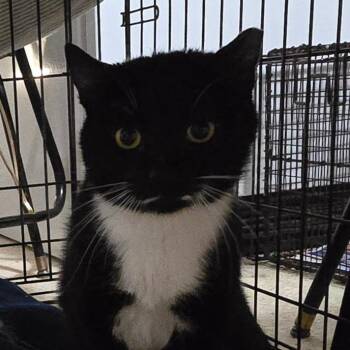 Domestic Short Hair Cats Available for Adoption - Marshal (aka Marsha) | PetCurious