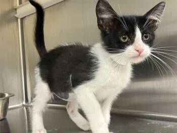 Domestic Short Hair Cats Available for Adoption in Tustin, California - AMBER | PetCurious