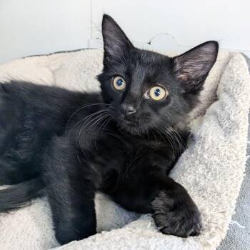 Vader -  Domestic Medium Hair Cat for Adoption in Lake Monroe, Florida - Vader | PetCurious