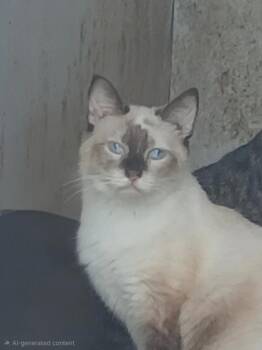 Pepper -  Siamese Cat for Adoption in Mena, Arkansas - Pepper | PetCurious