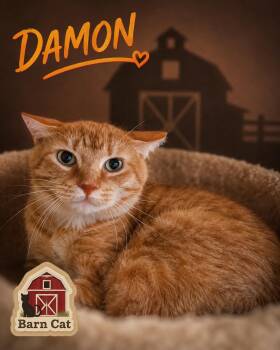 Damon:  Barn Cat (FCID# 05/14/2026 - 43 Trainer) -  Tabby Cat for Adoption in Greenville, Delaware - Damon:  Barn Cat (FCID# 05/14/2026 - 43 Trainer) | PetCurious