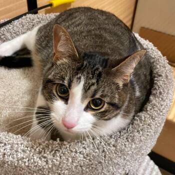 ChiChi -  Domestic Short Hair Cat for Adoption in Sterling Heights, Michigan - ChiChi | PetCurious