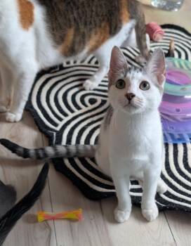 Asahi -  Domestic Short Hair Cat for Adoption in San Antonio, Texas - Asahi | PetCurious
