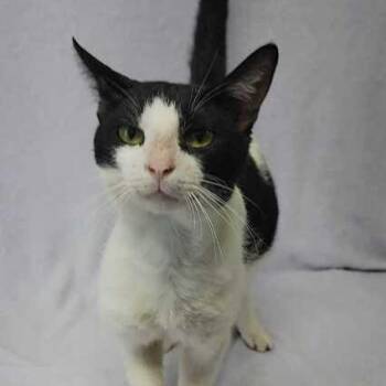 Lark -  Domestic Short Hair Cat Available for Adoption in Valdosta, Georgia - Lark | PetCurious