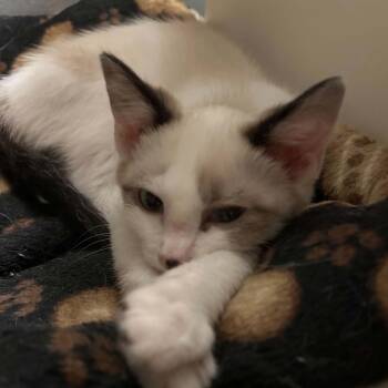 Drake -  Siamese Cat for Adoption - Drake | PetCurious