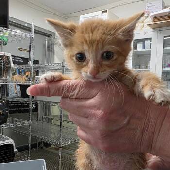 Magmar -  Domestic Short Hair Cat for Adoption in Eureka Springs, Arkansas - Magmar | PetCurious