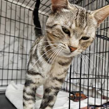Stewart -  Domestic Short Hair Cat for Adoption in Chilliwack, British Columbia - Stewart | PetCurious