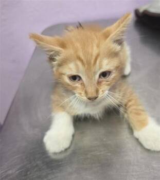 61771892 -  Domestic Long Hair Cat for Adoption in El Paso, Texas - 61771892 | PetCurious