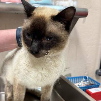 Chess -  Siamese Cat for Adoption in Birmingham, Alabama - Chess | PetCurious