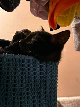 Oscar -  Domestic Short Hair Cat for Adoption - Oscar | PetCurious