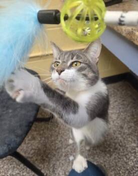 Cowboy Butter -  Domestic Short Hair Cat for Adoption in Westland, Michigan - Cowboy Butter | PetCurious