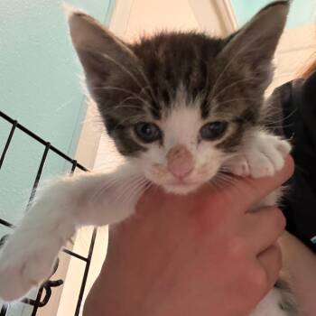 Arachne -  Domestic Short Hair Cat for Adoption in West Des Moines, Iowa - Arachne | PetCurious