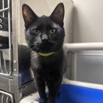 Domestic Short Hair Cats Available for Adoption - Larry | PetCurious
