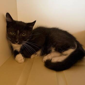 Jess -  Domestic Short Hair Cat for Adoption in Cody, Wyoming - Jess | PetCurious