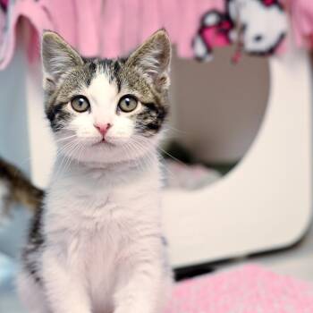 Domestic Short Hair Cats Available for Adoption in Seattle, Washington - Faden | PetCurious