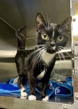 Wednesday -  Domestic Short Hair Cat for Adoption in Stratford, Connecticut - Wednesday | PetCurious