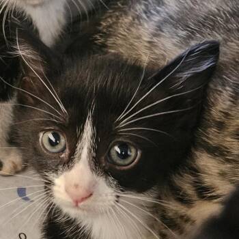 Domestic Short Hair Cats Available for Adoption in Montgomery, Alabama - Tippy | PetCurious