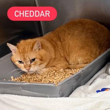 CHEDDAR -  Domestic Short Hair Cat for Adoption in Pegram, Tennessee - CHEDDAR | PetCurious