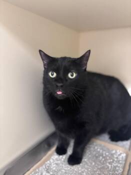 Blackie Mackie -  Domestic Short Hair Cat for Adoption in Lancaster, Pennsylvania - Blackie Mackie | PetCurious
