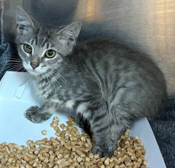 Peter Pan -  Domestic Short Hair Cat for Adoption in El Paso, Texas - Peter Pan | PetCurious