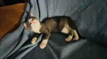 Athena -  Domestic Short Hair Cat for Adoption in Broken Arrow, Oklahoma - Athena | PetCurious