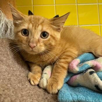Dijon -  Domestic Short Hair Cat for Adoption in Cedar Rapids, Iowa - Dijon | PetCurious